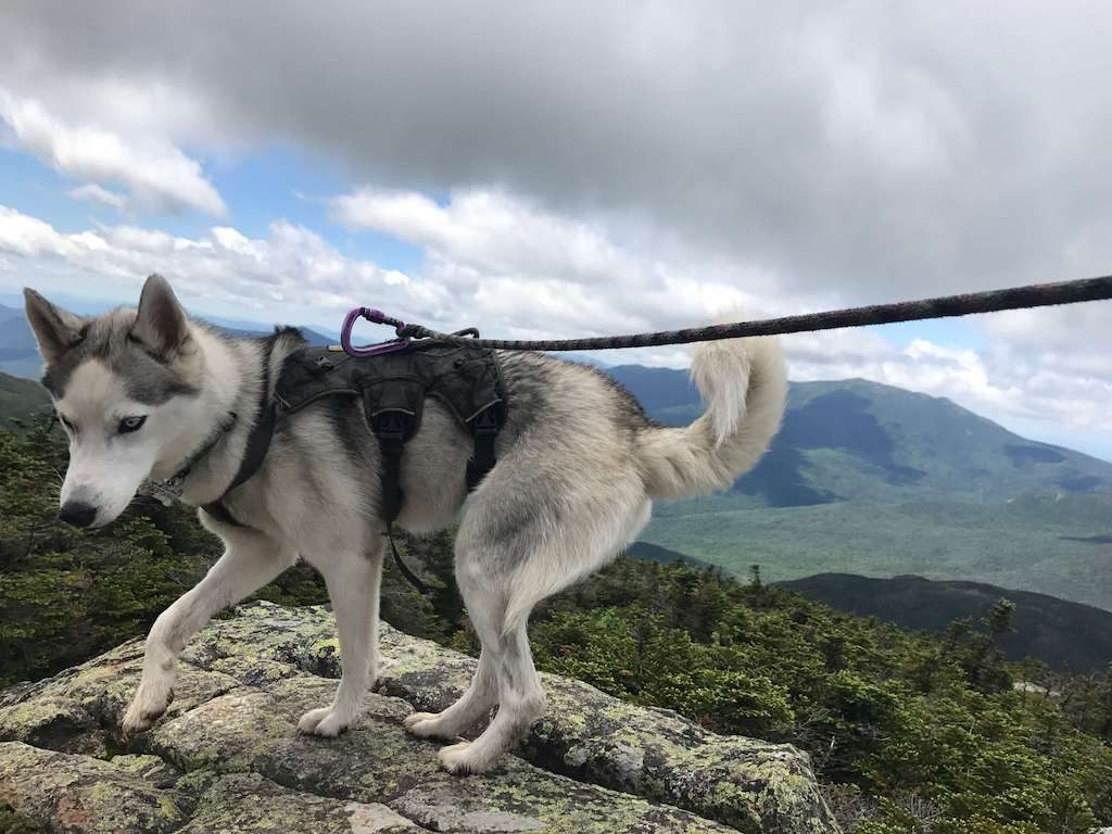 Appalachian trail dog